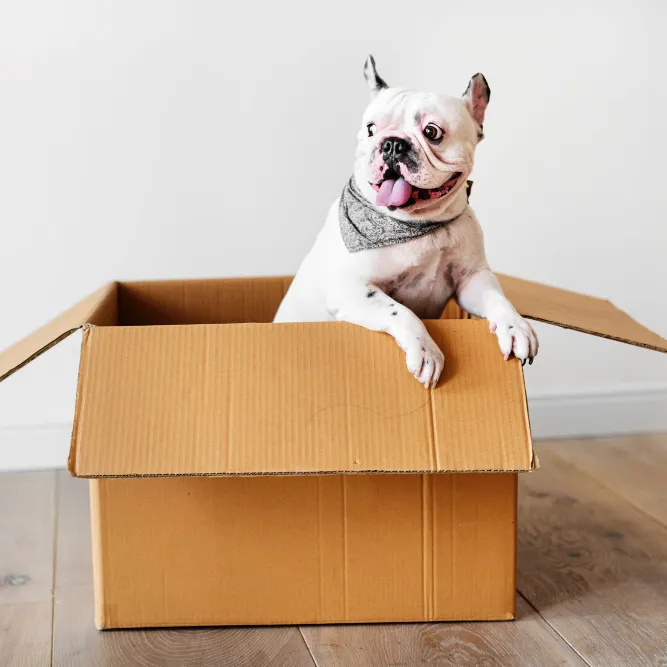 Biały buldog francuski siedzący w kartonowym pudełku.